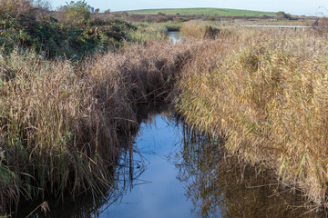 nature reserve in Rainham Marshes with a blue stream and reeds on a sunny day
