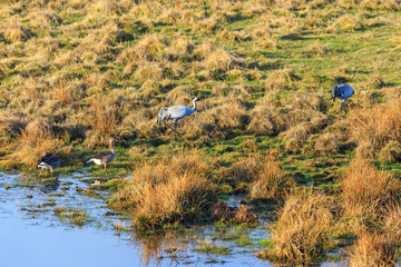 Cranes and Goose pond beach