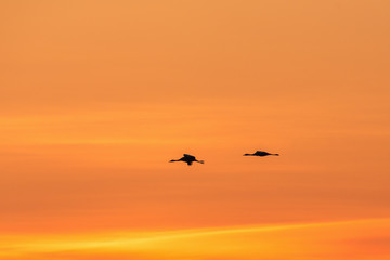 Fototapeta na wymiar Cranes in morning light