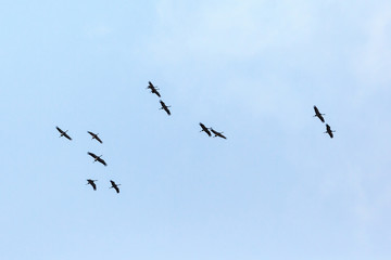 Flock of cranes
