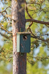 Starling at a neasting box