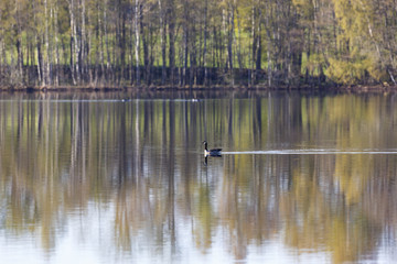 Canada goose swimming in a glassy lake