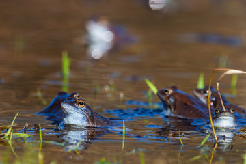 Moore frog in a pond at mating season