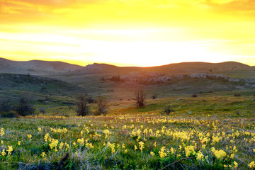 Field of yellow flowers with mountains