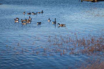 a group of duck swimming in blue waters of  river Thames on a sunny day