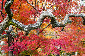 うねる梅の枝とカエデの紅葉