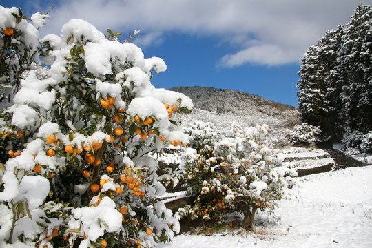 Japanese oranges under snow in mountains
