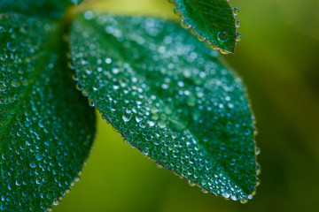 Early morning in the summer meadow