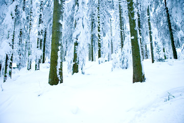 Fototapeta premium Verschneite Tannen