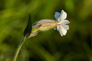 Early morning in the summer meadow