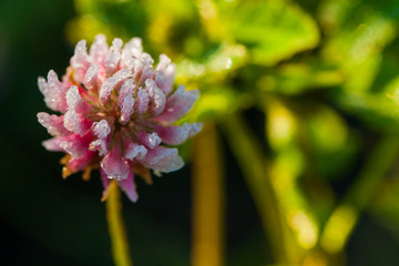 Early morning in the summer meadow