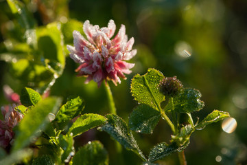Early morning in the summer meadow