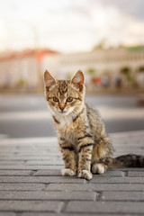 cute frightened homeless brown striped little kitten sitting on the sidewalk in the big city. bokeh crowd background