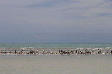 Pelicans sitting at the beach