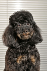 Schwarzer Pudel