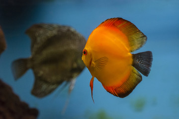 Symphysodon Diskus fish orange.