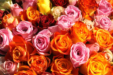 Blumen,Rosen,Angebot