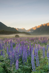 Purple lupin flower field with mountain background, natural landscape background