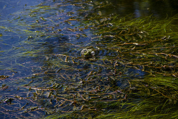 Frog in swamp