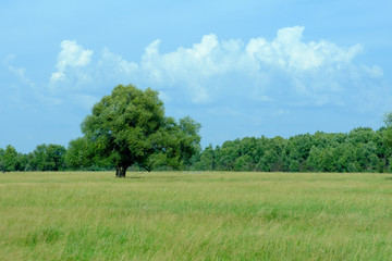 View in the field, a tree on it.