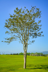 Obraz premium Beautiful tree green grass and blue sky
