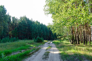 View on the road in the wood