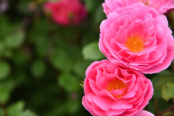 Obraz premium Roses