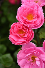 Obraz premium Roses