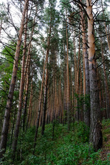 View on an edge of a pine grove