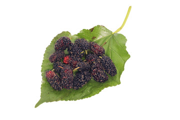 Closeup of group Mulberry berry with leaf isolated on white background