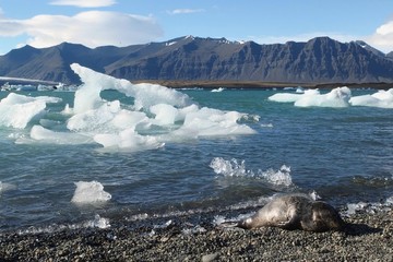 Islandia - foka na brzegu, w lodowej lagunie Jökulsárlón,  © Iwona