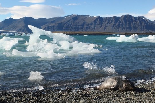 Islandia - foka na brzegu, w lodowej lagunie J&ouml;kuls&aacute;rl&oacute;n, 