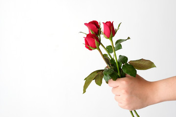 Valentine concept, Man hands holding red roses on white background