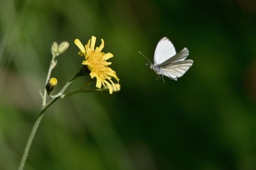 arrival of a butterfly on a flower