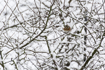 A bird sitting on a branch.