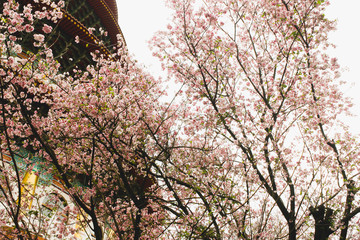 Closeup Branch of Blossom pink sakura tree in the Tianyuan Temple,Taiwan
