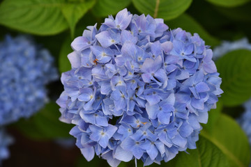 Hydrangea