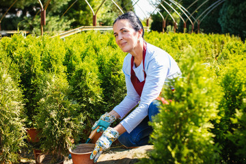 Beautiful senior woman gardener or seller smiling and examine coniferous tree at plant nursery garden on a sunny spring day