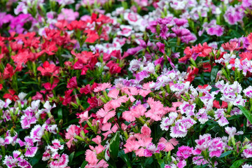 Obraz na płótnie Canvas Colorful dianthus barbatus flower, flowerbed of dianthus chinensis flower, outdoor nature background, spring and summer season