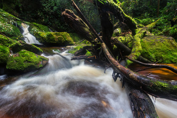 Fototapeta premium Pelaur camp waterfall with mossy rock and clean water, when heading toward to peak mount yong belar,malaysia