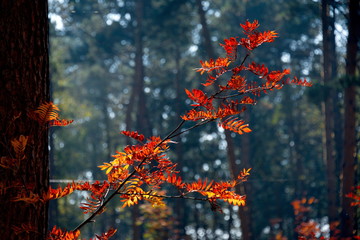 Russia. Autumn forest in the South of Western Siberia