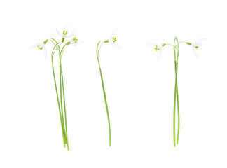Snowdrops isolated on white background. 