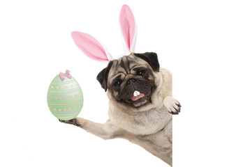 Happy Easter bunny pug dog with bunny teeth and pastel green easter egg, isolated on white background