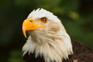 Fototapeta premium Closeup of wild bald eagle in Alaska, USA.