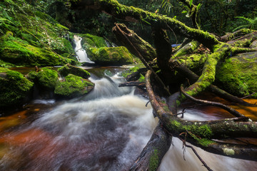Fototapeta premium Pelaur camp waterfall with mossy rock and clean water, when heading toward to peak mount yong belar,malaysia