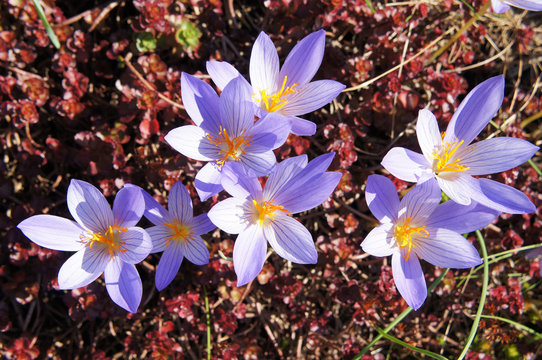 Saffron crocus purple flowers close up 