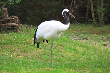 cormorano bianco nero