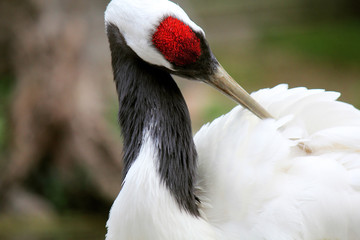 Fototapeta premium Cormorano primo piano bianco nero rosso