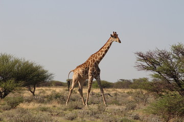 Giraffe