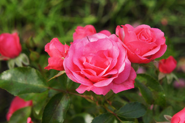 Floribunda pink rose with green foliage